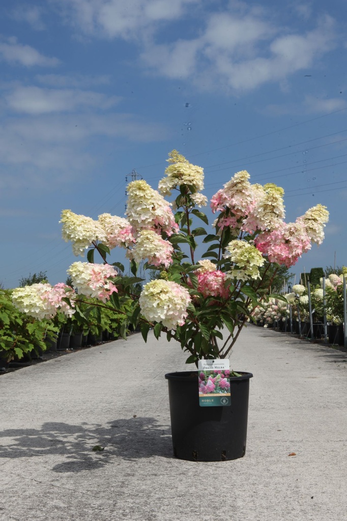 Hydrangea paniculata FRAISE MELBA (PBR) cont. 12L 60-80 cm +p