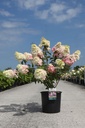Hydrangea paniculata FRAISE MELBA (PBR) cont. 12L 60-80 cm +ф