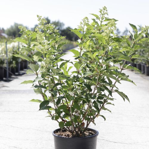 Hydrangea paniculata 'Kyushu' cont. 12L 60-80 cm +p