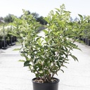 Hydrangea paniculata 'Kyushu' cont. 12L 60-80 cm +p