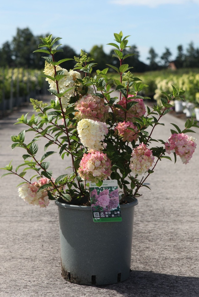 Hydrangea paniculata SUNDAE FRAISE (PBR) cont. 12L 60-80 cm +ф