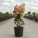 Hydrangea paniculata SUNDAE FRAISE (PBR) cont. 12L 60-80 cm +ф