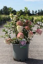 Hydrangea paniculata SUNDAE FRAISE (PBR) cont. 12L 60-80 cm +ф