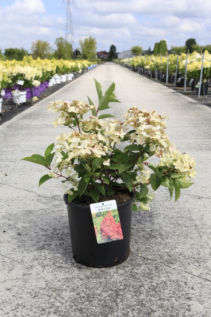 [P] Hydrangea paniculata 'Wim's Red' (PBR) cont. 12L 40-50 cm +ф