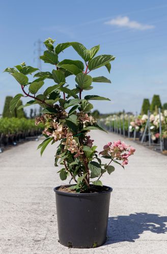 [P] Hydrangea paniculata 'Wim's Red' (PBR) cont. 12L 40-50 cm +B