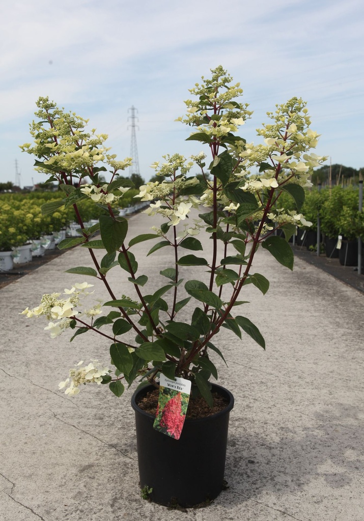 Hydrangea paniculata 'Wim's Red' (PBR) cont. 12L 40-50 cm +p