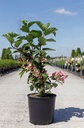Hydrangea paniculata 'Wim's Red' (PBR) cont. 12L 40-50 cm +ф