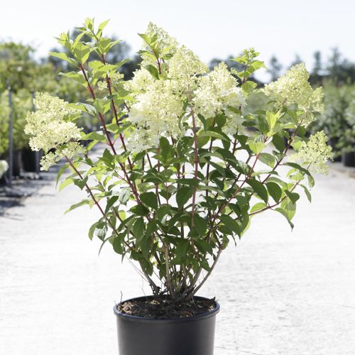 [P] Hydrangea paniculata DIAMANTINO (PBR) cont. 12L 60-80 cm +p