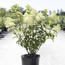 Hydrangea paniculata DIAMANTINO (PBR) cont. 12L 60-80 cm +ф