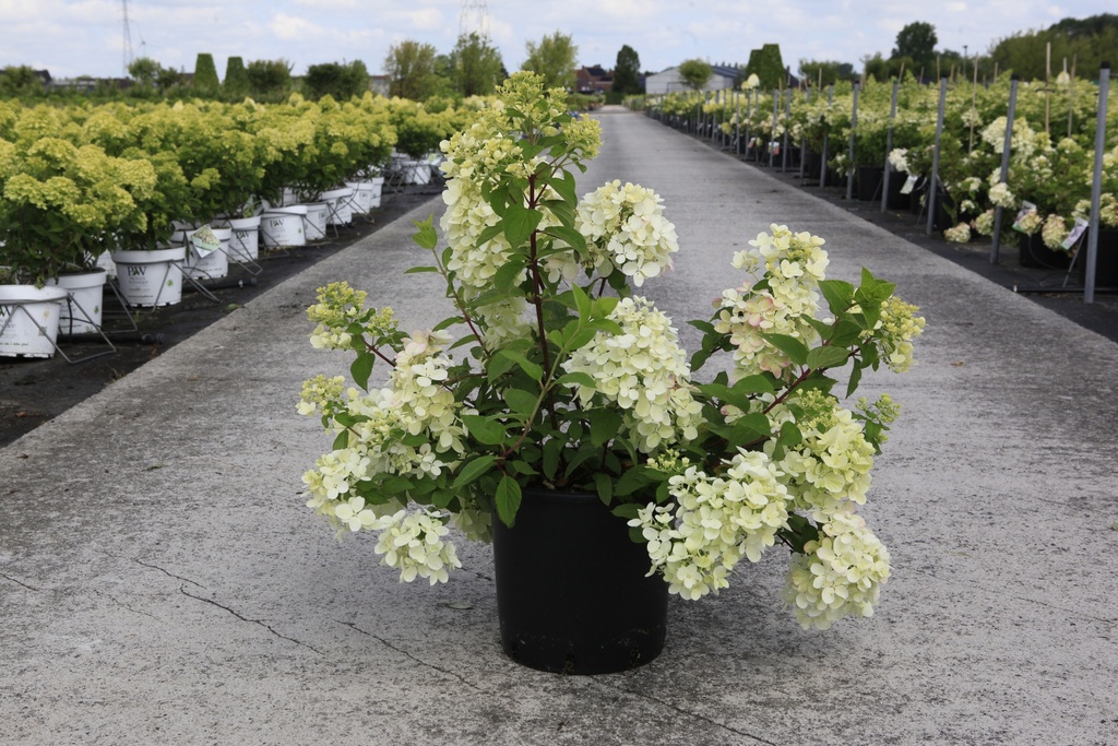 Hydrangea paniculata DIAMANT ROUGE (PBR) cont. 12L 60-80 cm +f