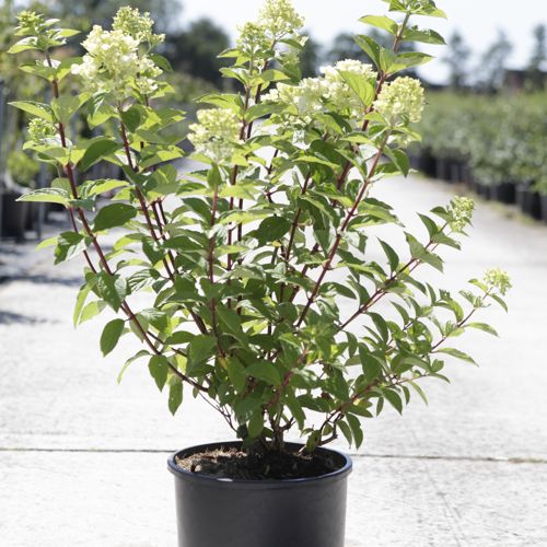 Hydrangea paniculata DIAMANT ROUGE (PBR) cont. 12L 60-80 cm +p