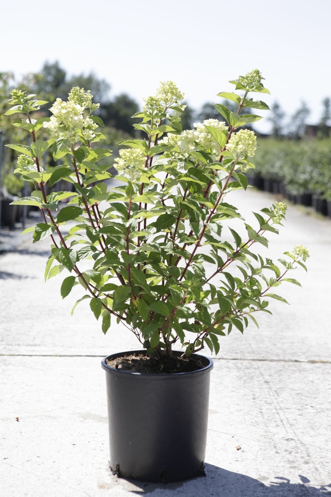 Hydrangea paniculata DIAMANT ROUGE (PBR) cont. 12L 60-80 cm +p