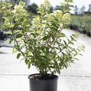 Hydrangea paniculata DIAMANT ROUGE (PBR) cont. 12L 60-80 cm +p