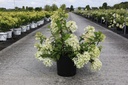 Hydrangea paniculata DIAMANT ROUGE (PBR) cont. 12L 60-80 cm +p