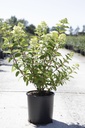 Hydrangea paniculata DIAMANT ROUGE (PBR) cont. 12L 60-80 cm +p