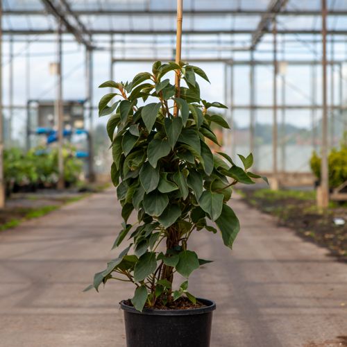 Schizophragma hydrangeoides 'Windmills' cont. 7L high 80-100 cm +ф