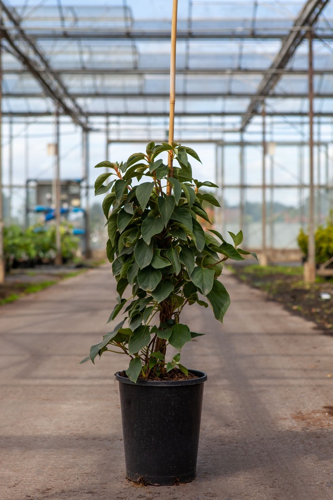 Schizophragma hydrangeoides 'Windmills' cont. 7L high 80-100 cm +p