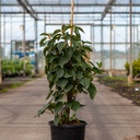 Schizophragma hydrangeoides 'Windmills' cont. 7L high 80-100 cm +ф
