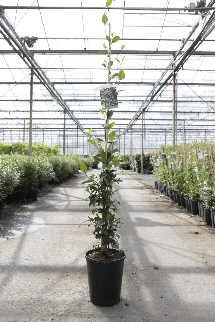 [P] Trachelospermum jasminoides cont. 7L high 150/+ cm +ф