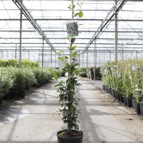 [P] Trachelospermum jasminoides cont. 7L high 150/+ cm +p