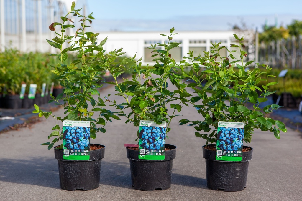 [P] Vaccinium corymbosum 'Bluejay' cont. 3L 30-40 cm +B