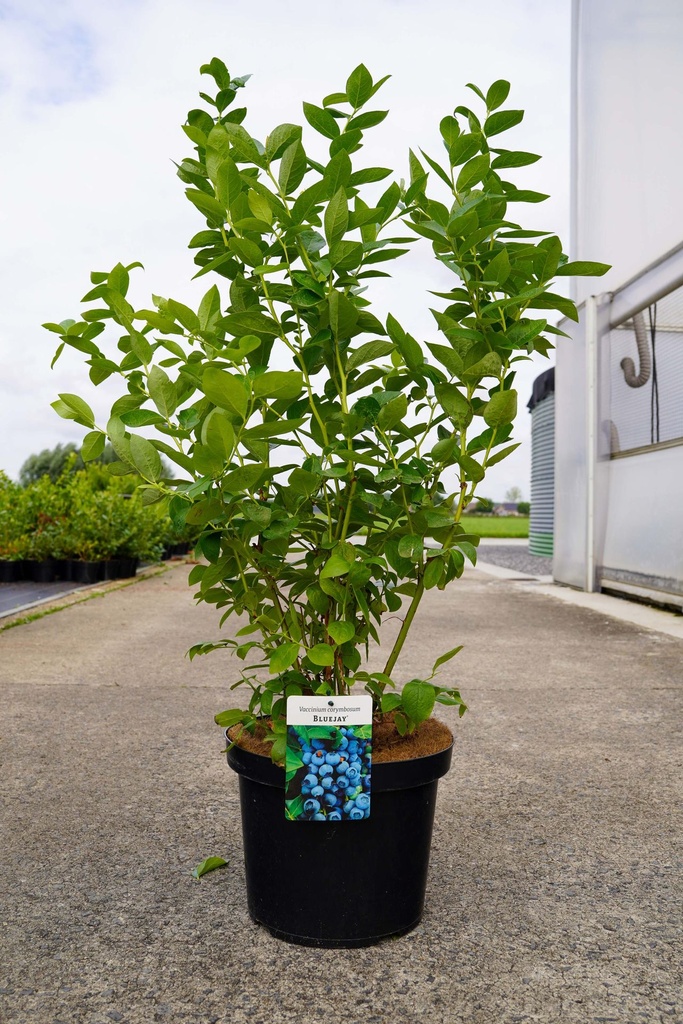 [P] Vaccinium corymbosum 'Bluejay' cont. 3L 30-40 cm +p