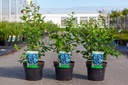 Vaccinium corymbosum 'Bluejay' cont. 3L 30-40 cm +f