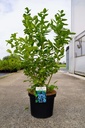Vaccinium corymbosum 'Bluejay' poj. 3L 30-40 cm +f