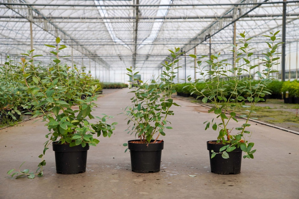 [P] Zenobia pulverulenta 'Blue Sky' cont. 3L 30-40 cm +p