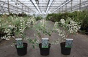 Zenobia pulverulenta 'Blue Sky' cont. 3L 30-40 cm +B