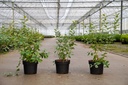 Zenobia pulverulenta 'Blue Sky' poj. 3L 30-40 cm +f