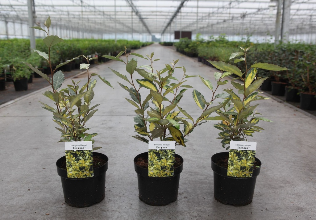 Elaeagnus ebbingei ELEADOR (PBR) cont. 3,6L 40-50 cm +f