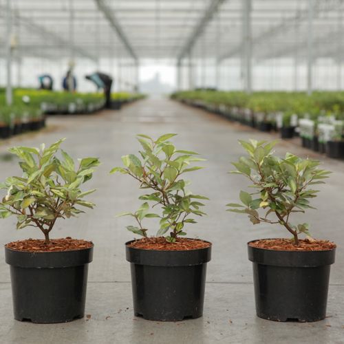 Elaeagnus ebbingei ELEADOR (PBR) cont. 3,6L 40-50 cm +p