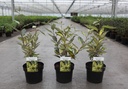 Elaeagnus ebbingei ELEADOR (PBR) cont. 3,6L 40-50 cm +B