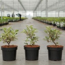 Elaeagnus ebbingei ELEADOR (PBR) cont. 3,6L 40-50 cm +p