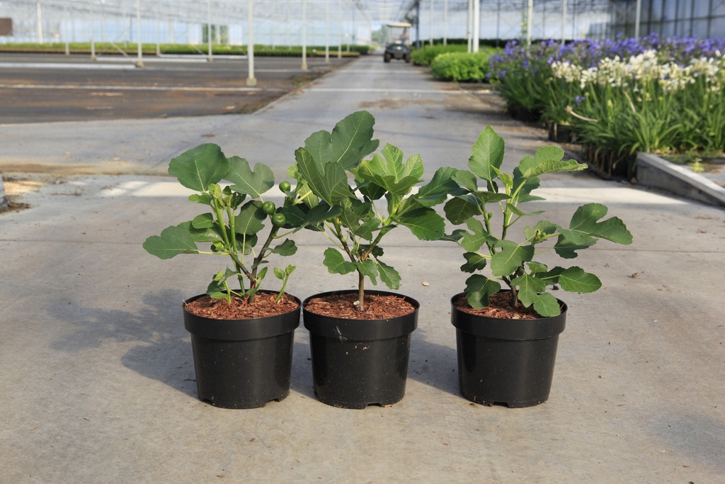 [P] Ficus carica 'Brown Turkey' cont. 3,6L 30-40 cm +B