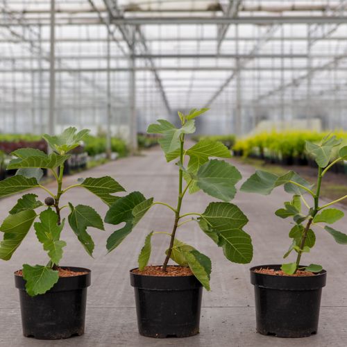 Ficus carica 'Brown Turkey' cont. 3,6L 30-40 cm +p