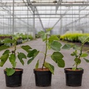 Ficus carica 'Brown Turkey' cont. 3,6L 30-40 cm +p