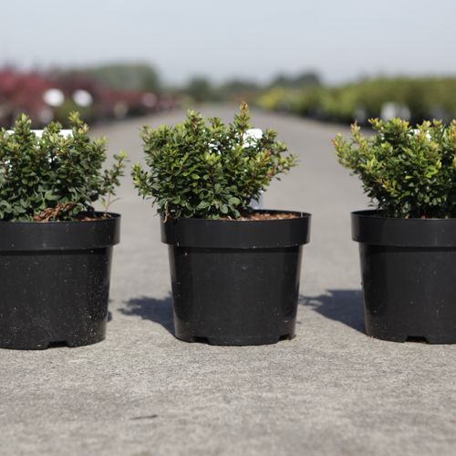 Berberis thunbergii 'Kobold' cont. 3,6L 25/+ cm +B