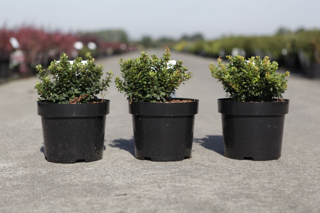 [P] Berberis thunbergii 'Kobold' cont. 3,6L 25/+ cm +p