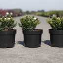 Berberis thunbergii 'Kobold' cont. 3,6L 25/+ cm +p