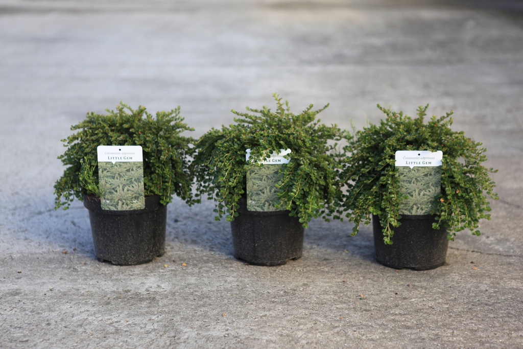 [P] Cotoneaster lacteus cont. 3,6L 50-60 cm +p