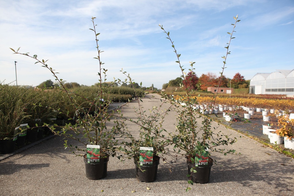 Cotoneaster lacteus cont. 3,6L 50-60 cm +p