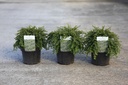 Cotoneaster lacteus cont. 3,6L 50-60 cm +p