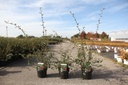 Cotoneaster lacteus cont. 3,6L 50-60 cm +p
