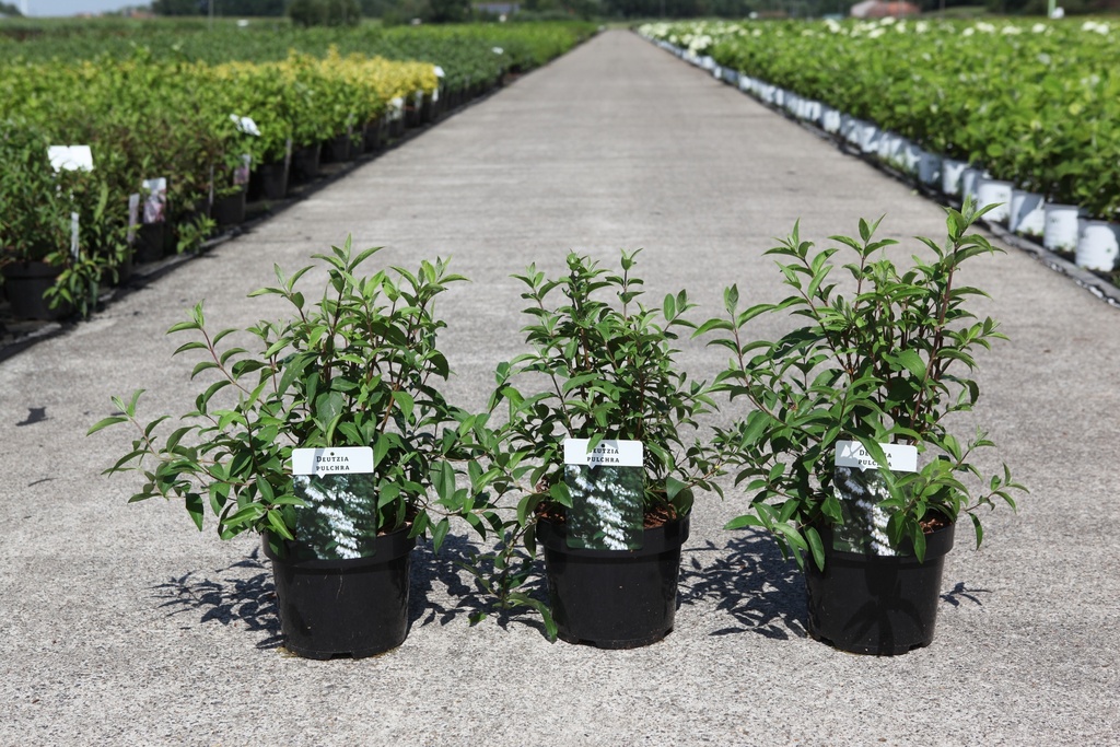 [P] Deutzia pulchra cont. 3,6L 30-40 cm +p