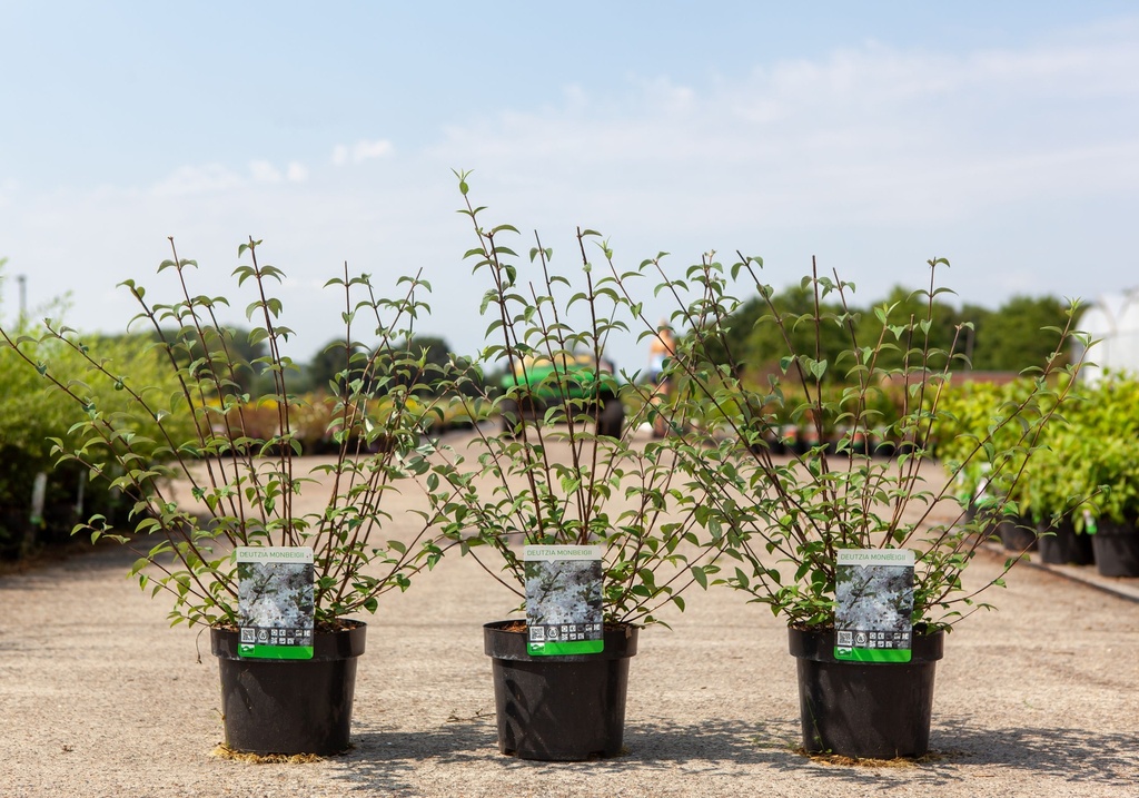 Deutzia monbeigii cont. 3,6L 30-40 cm +p