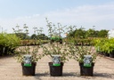 Deutzia monbeigii cont. 3,6L 30-40 cm +B