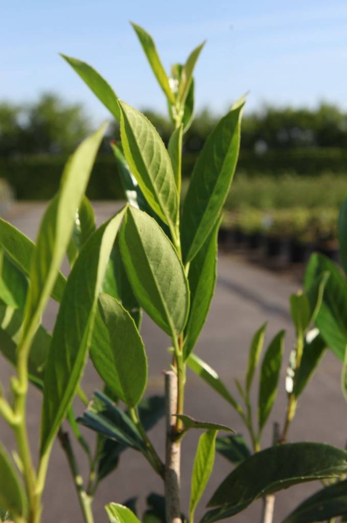Prunus laurocerasus 'Caucasica' Kont. 3,6L 80-100 cm +B