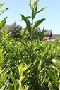 Prunus (L) laurocerasus 'Caucasica' cont. 3,6L 80-100 cm +ф